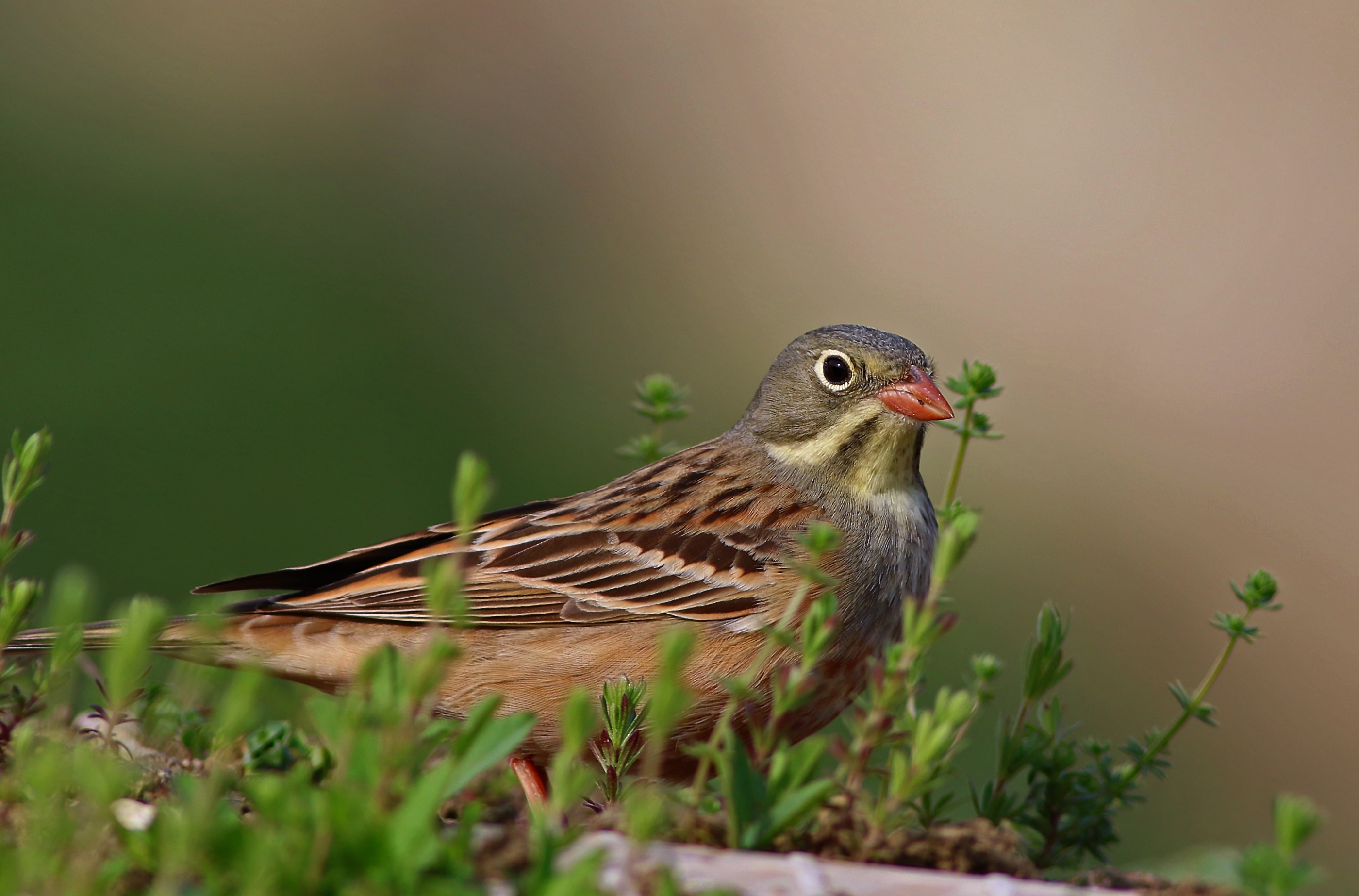 Ortolan Bunting
